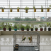 Code- 6045 Thin Metal Wire Cage with Tray, Food & Water Pot for Budgerigar,Lovebirds,Finches,Parrots,Hamster,Cockatiel, Chicken,Duck,Quail,Rabbit ,Cat,Dog ,Dove
