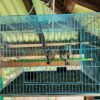 Code- 6058 Premium Durable Square Shape Bird Colorful Metal Wire Bird Cage | Free Clay Pot & Special Gift Offer