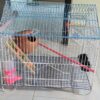 Code- 6057 Premium House Shape Strong Metal Wire Pet Bird Cage in Bangladesh | Free Clay Pot & Special Gift Offer