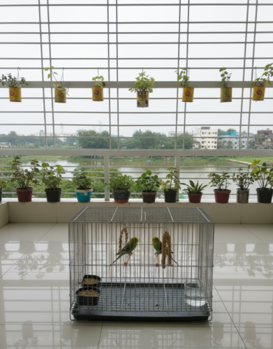 Code- 6045 Thin Metal Wire Cage with Tray, Food & Water Pot for Budgerigar,Lovebirds,Finches,Parrots,Hamster,Cockatiel, Chicken,Duck,Quail,Rabbit ,Cat,Dog ,Dove photo review
