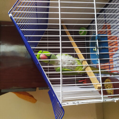 Code- 6057 Premium House Shape Strong Metal Wire Pet Bird Cage in Bangladesh | Free Clay Pot & Special Gift Offer photo review