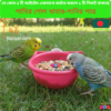 Round Bird Food & Water Bowl | Cage Mountable Feeder | Plastic Round Dish