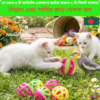 Bird Toy Ball Set | Colorful Chewing & Play Balls | For All Bird Sizes | bird cage,bird accessories,bird food,bird toys,bird nest,bird harness,bird cage big size,bird feeder,bird house,bird cage decoration,bird cage big size steel