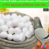 Code- 6031 - Pigeon Dummy Eggs | Plastic Fake Hatching Eggs