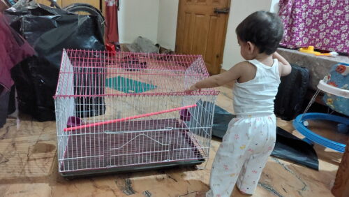 Code- 6057 Premium House Shape Strong Metal Wire Pet Bird Cage in Bangladesh | Free Clay Pot & Special Gift Offer photo review