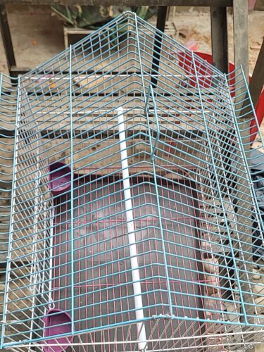 Code- 6057 Premium House Shape Strong Metal Wire Pet Bird Cage in Bangladesh | Free Clay Pot & Special Gift Offer photo review
