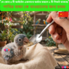 Stainless Steel Spoon for Baby Bird Feeding | Hand Feeding Spoon | bird cage,bird accessories,bird food,bird toys,bird nest,bird harness,bird cage big size,bird feeder,bird house,bird cage decoration,bird cage big size steel,cage