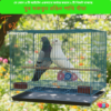 Square Shape Multi-Purpose Metal Wire Cage for Small Birds, Kitten & Puppy | Foldable Pet Carrier/House | Fox Bazaar