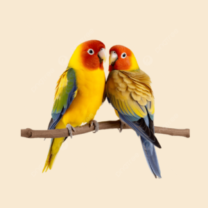 birds