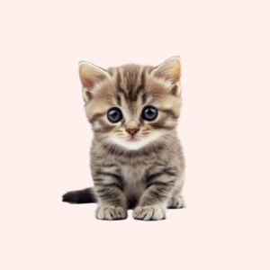 cat-pet-supplies