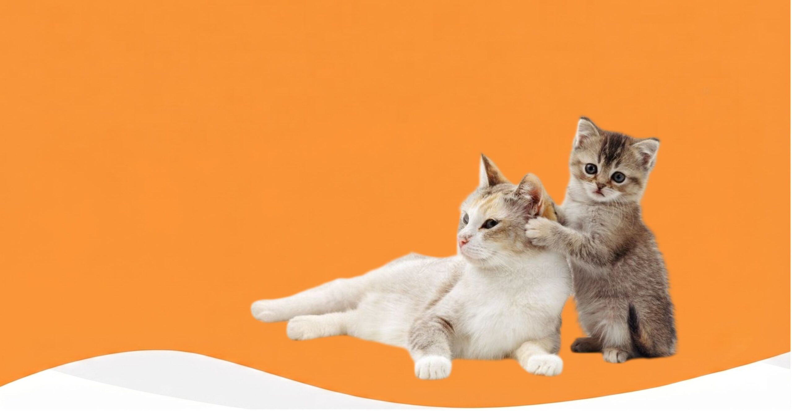 foxbazaar.com top banner (
