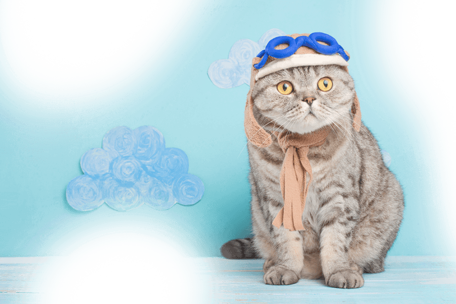 cat cage & accessories